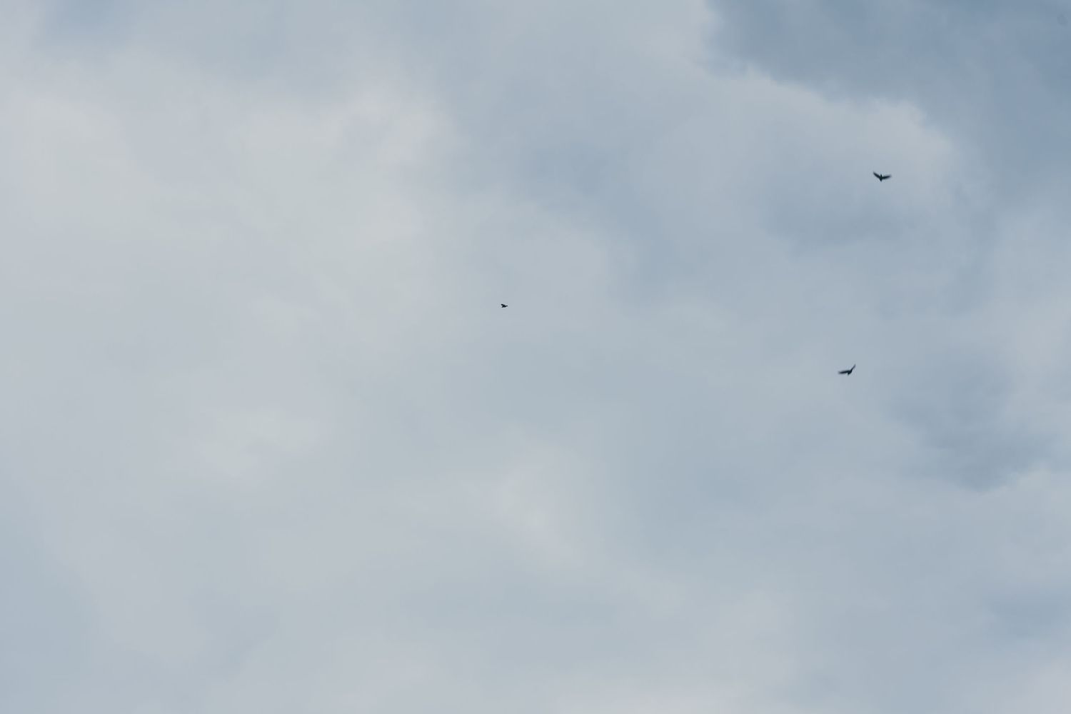 Small dark birds soar against a hazy cloudy sky on an overcast day.