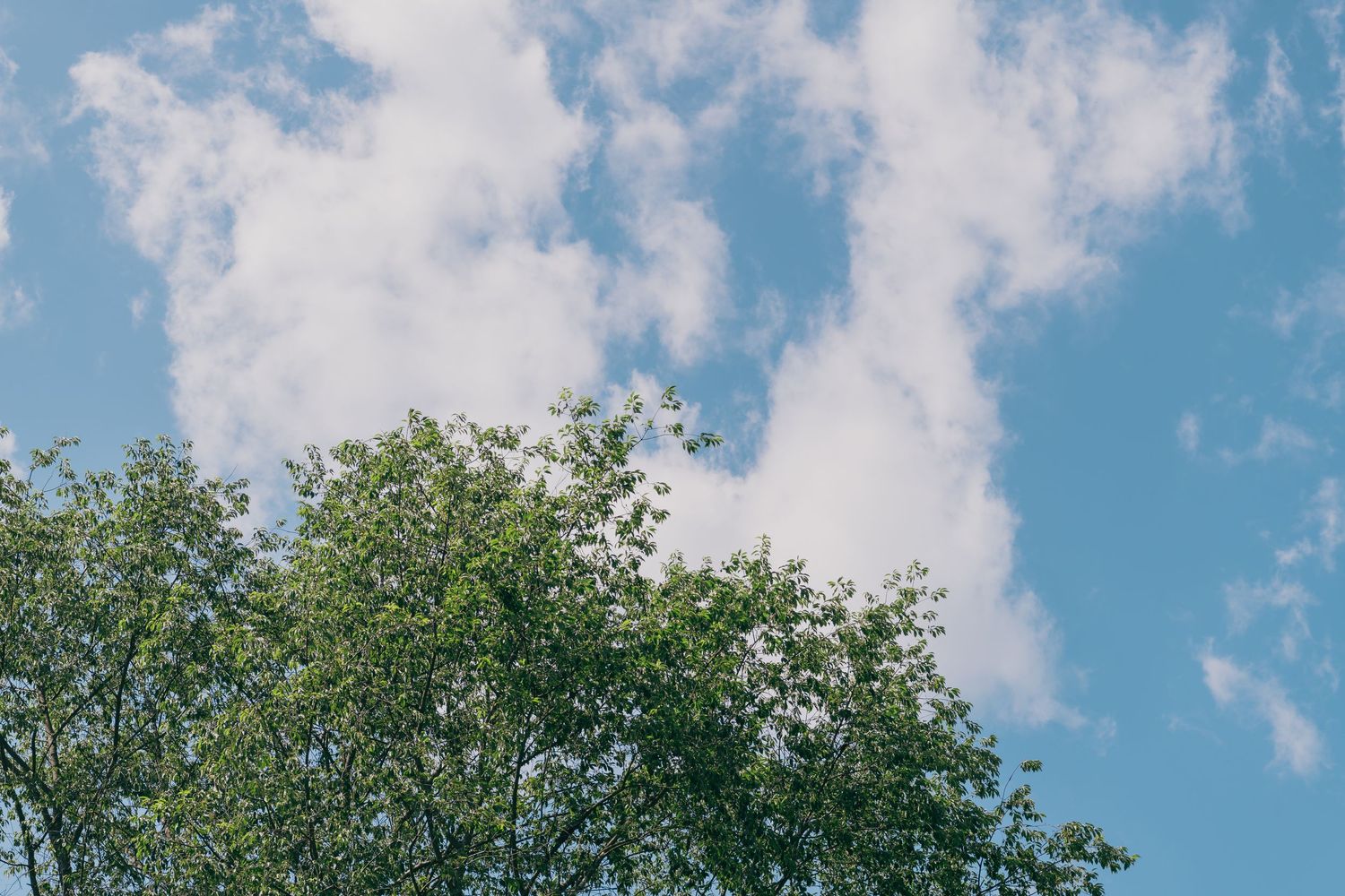 Bright blue sky with white puffy clouds against treetops on a sunny summer day.