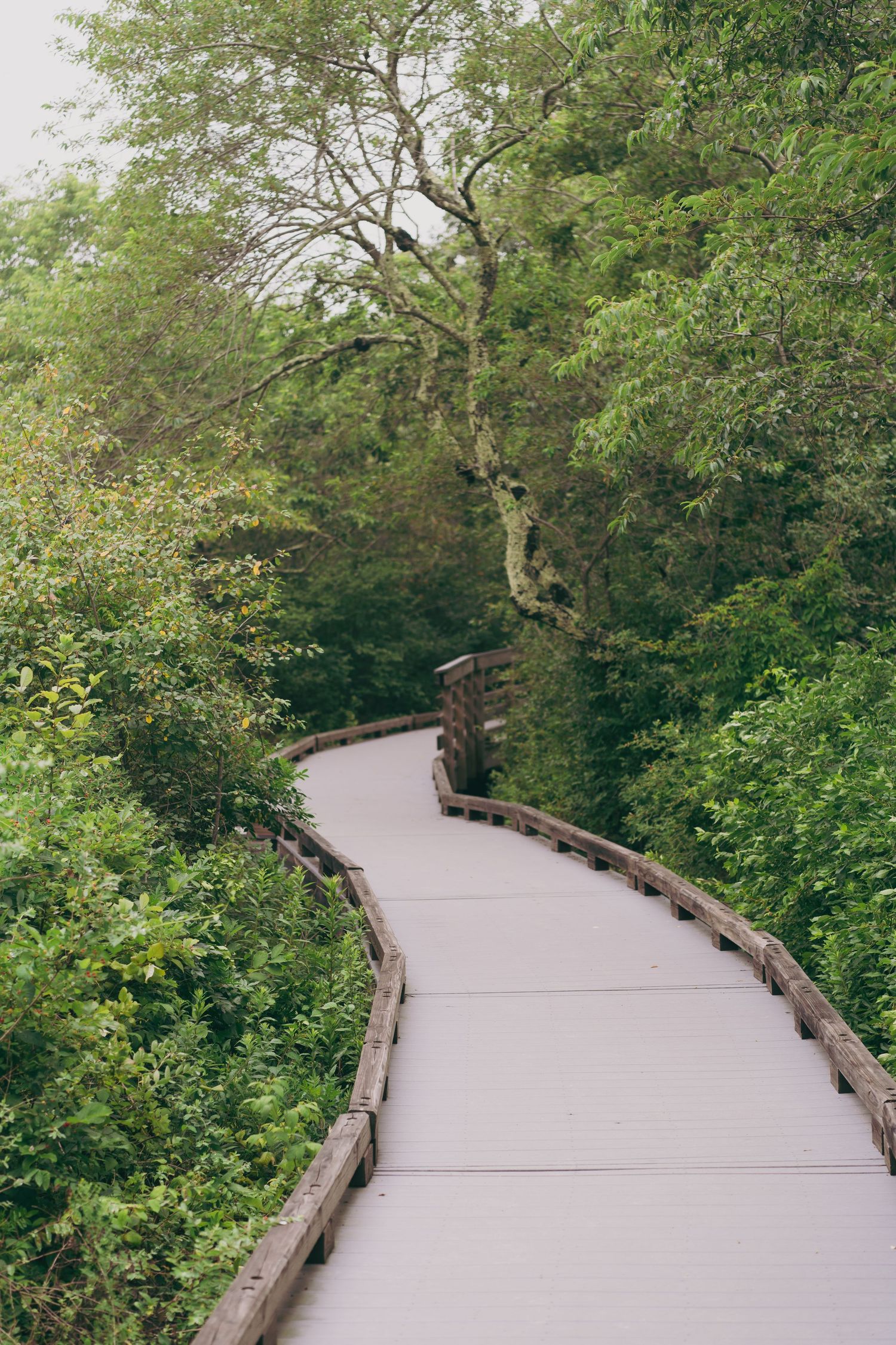 A curved concrete pathway winds through lush green forest with wooden railings along both sides.
