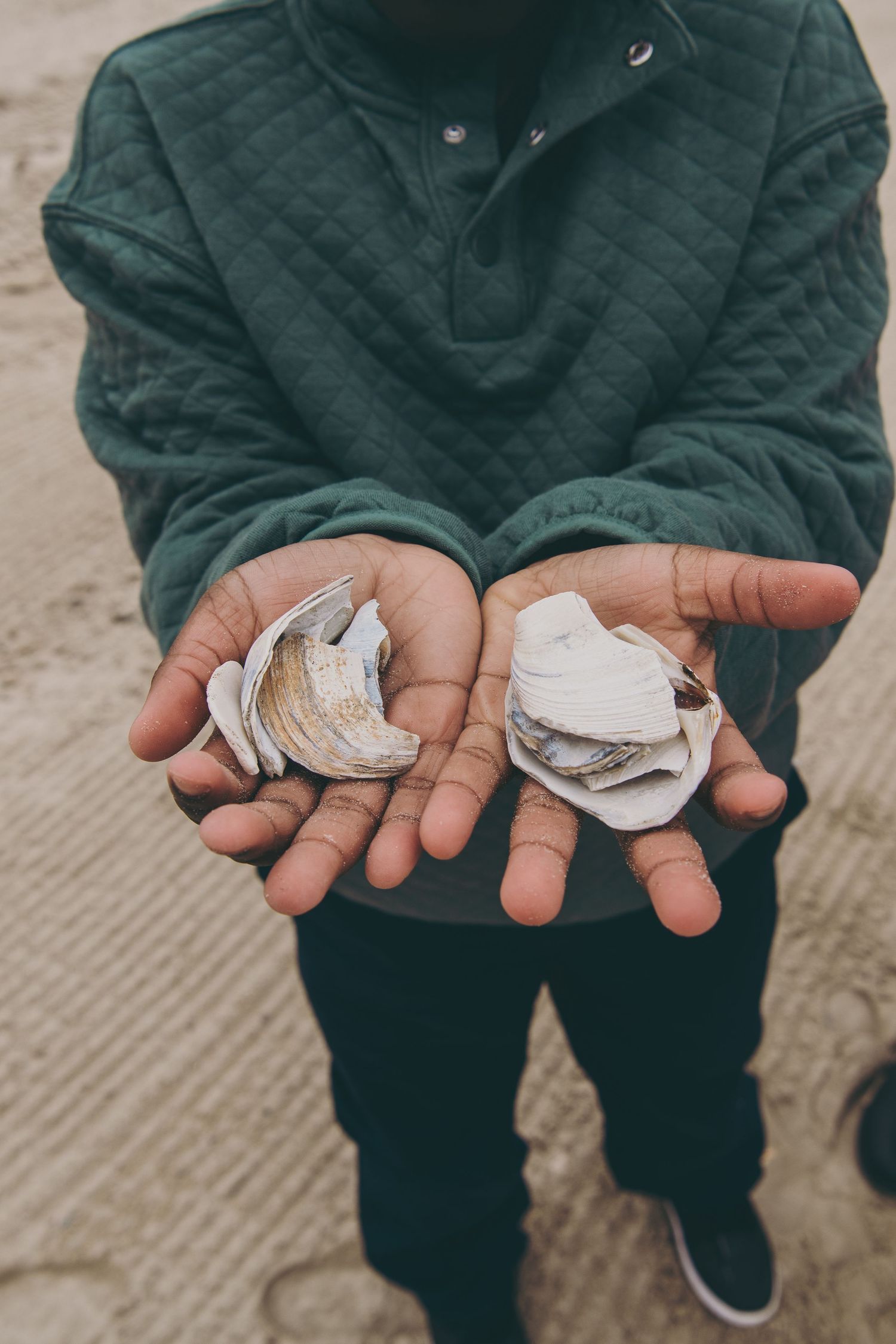Hands holding two white oyster shells on a beach.