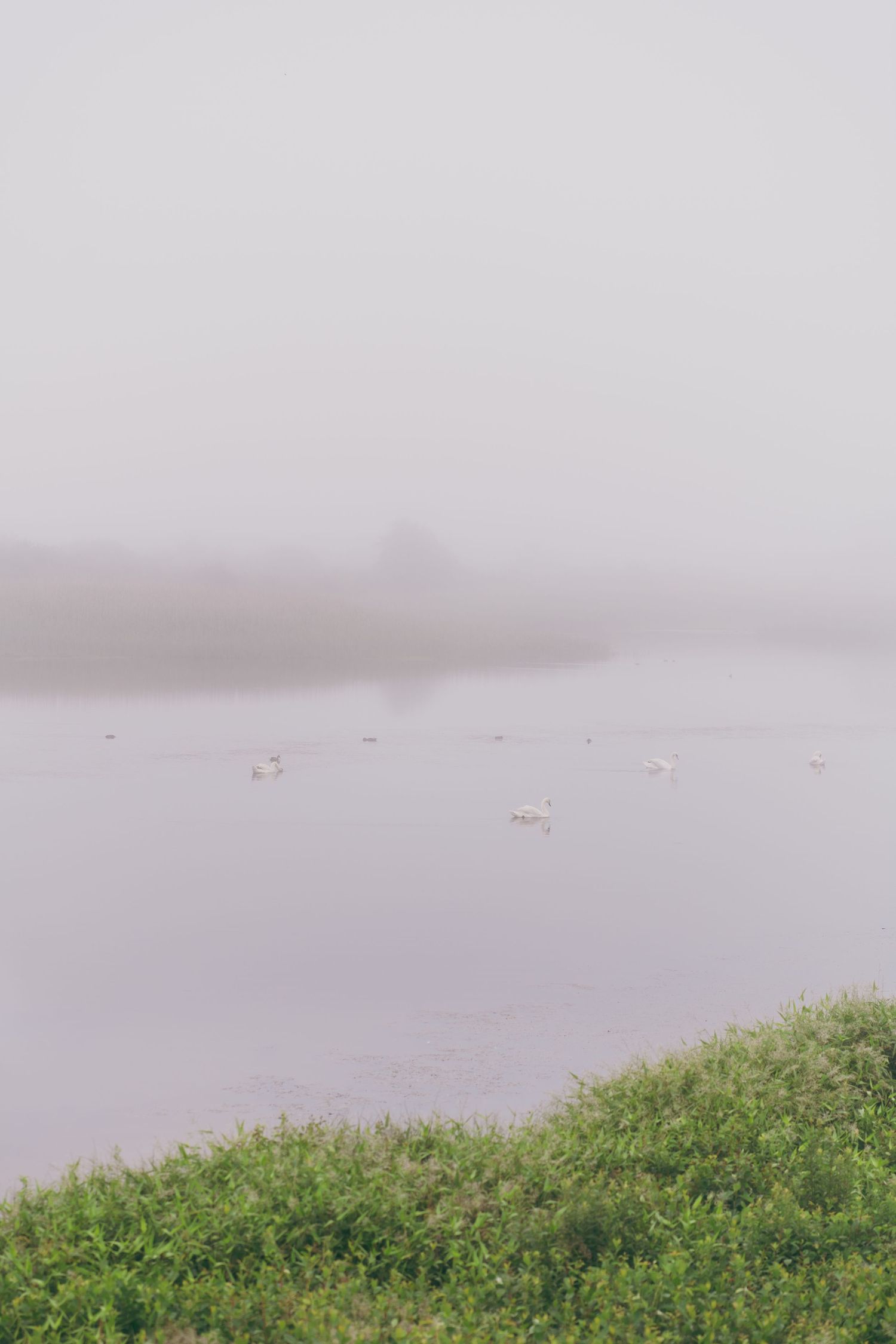 A misty lake view with green grassy shoreline and distant white birds visible through the fog.