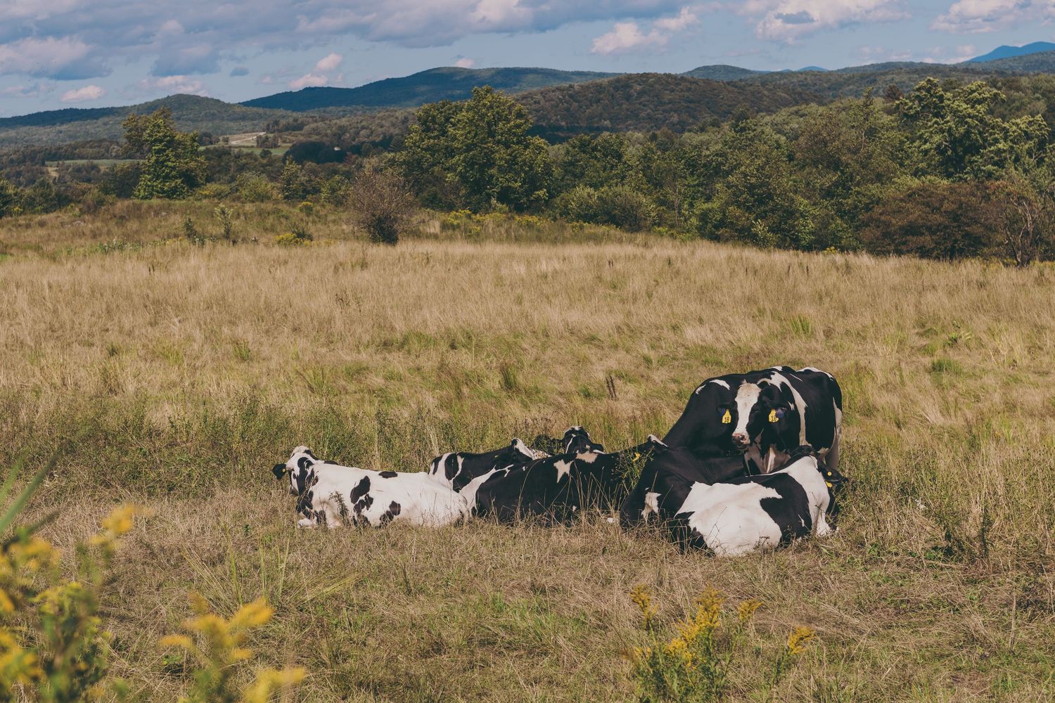 A panoramic view of grazing dairy cows scattered across a rolling hillside pasture on a sunny autumn day.