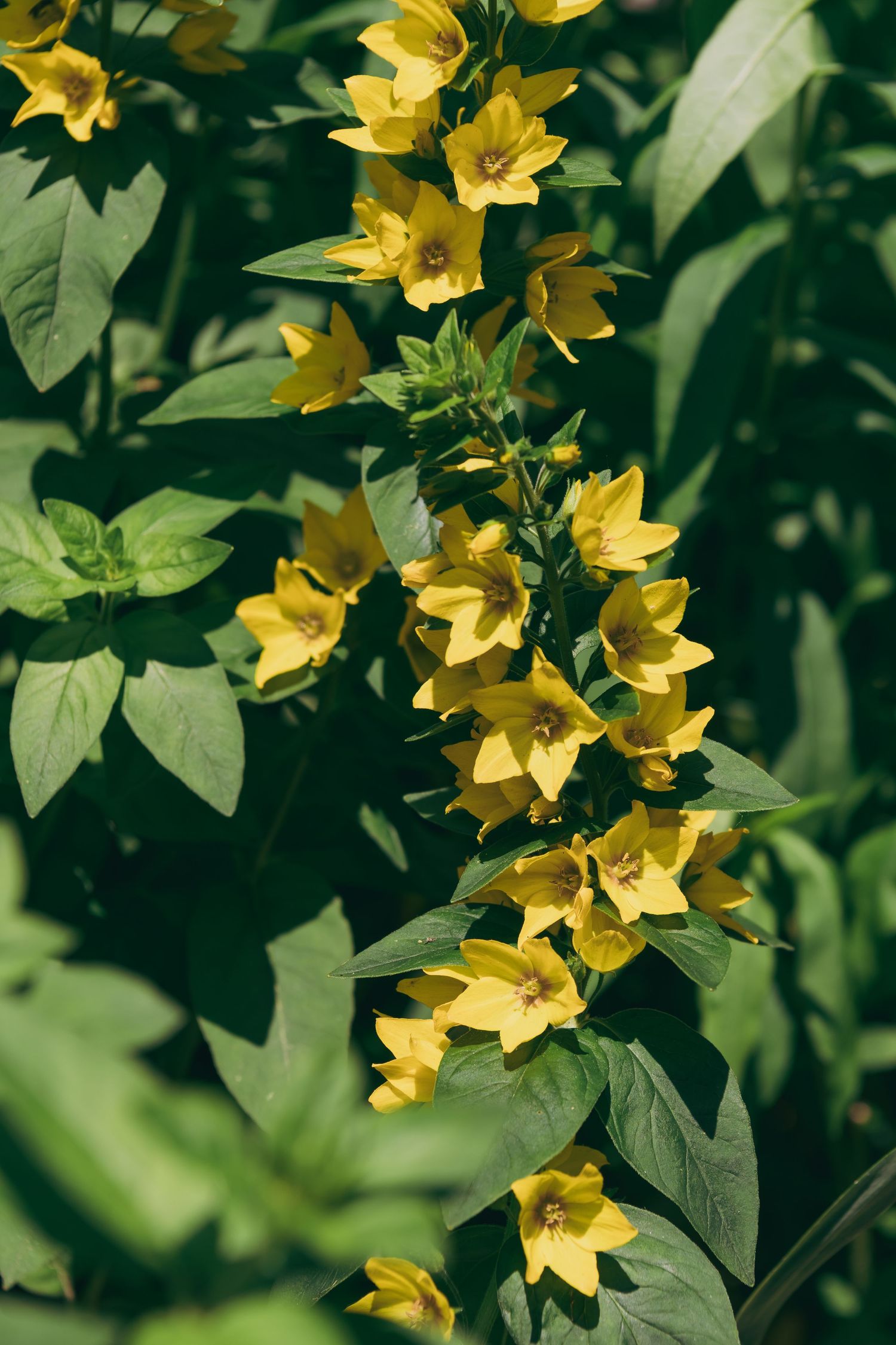 Yellow lysimachia flowers blooming against green foliage in natural light.