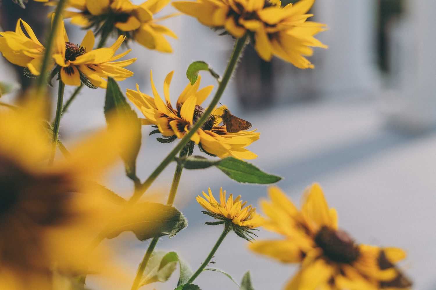 Yellow sunflowers gently swaying in a blurred garden setting with natural bokeh effect in the background.
