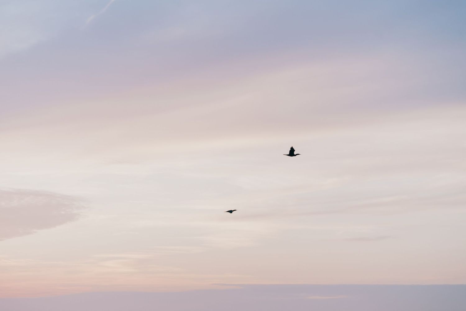 Two silhouetted birds flying against a soft pastel sky during sunset.