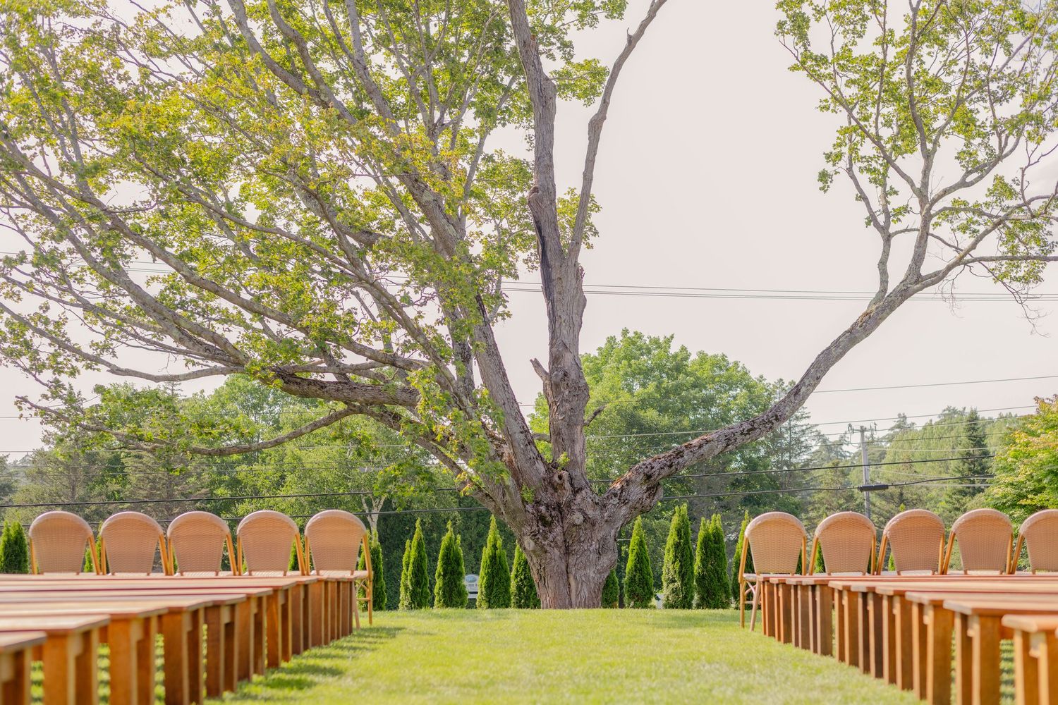 Wooden ceremony chairs arranged in rows outdoors with a large tree and green lawn creating a natural wedding backdrop.