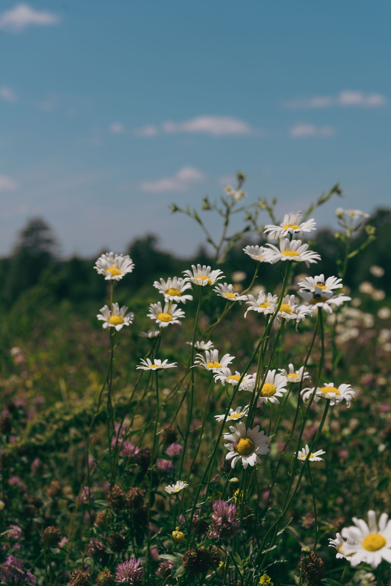 Field of white daisies blooming under a blue summer sky with scattered clouds.