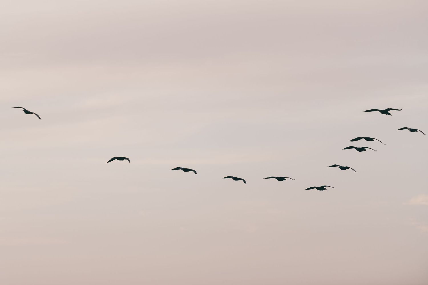 A flock of birds flying in a V-formation across a misty pink sky at dawn. Location: Scituate Lighthouse
