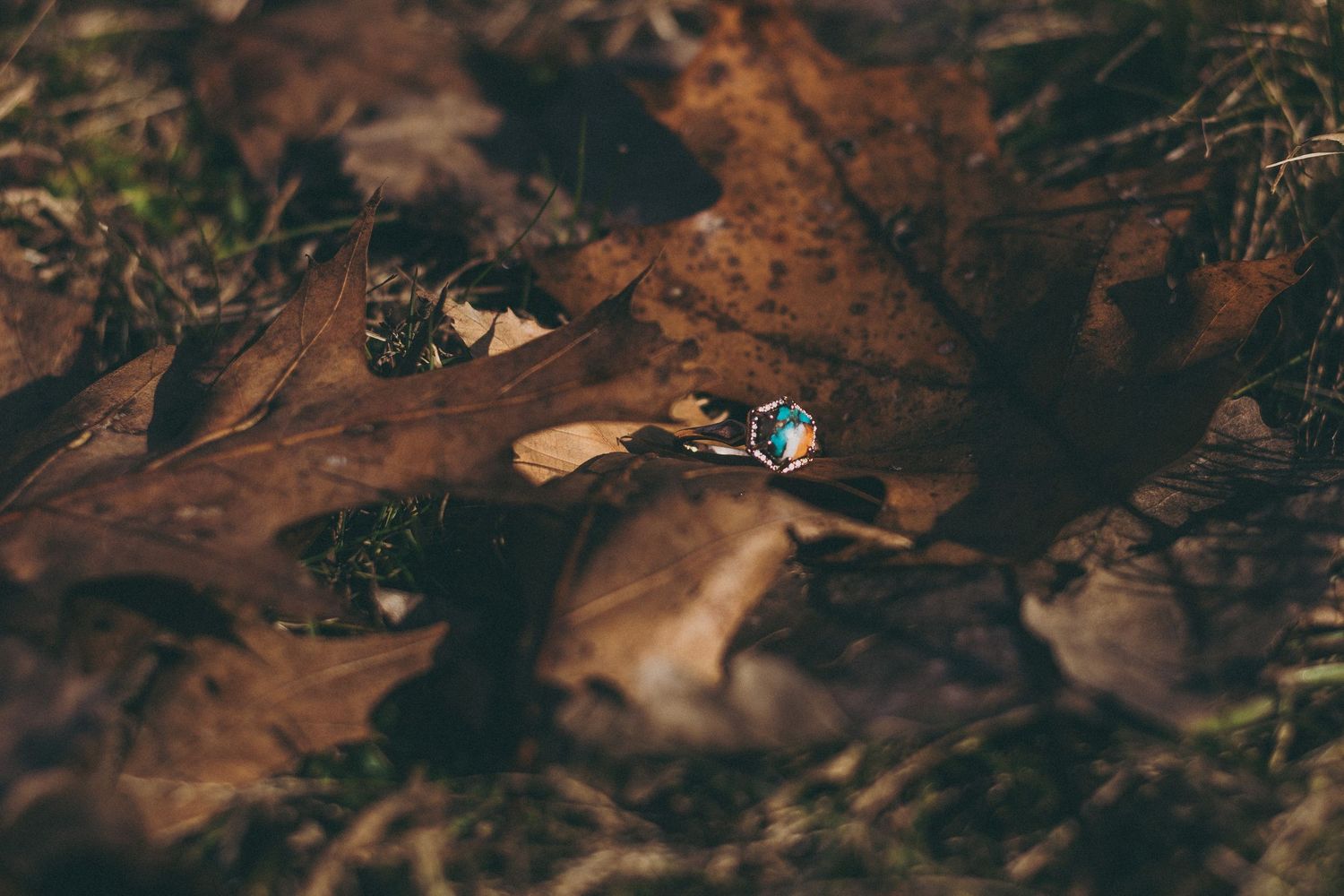 Autumnal forest scene with sunlight filtering through brown and golden leaves on the ground.
