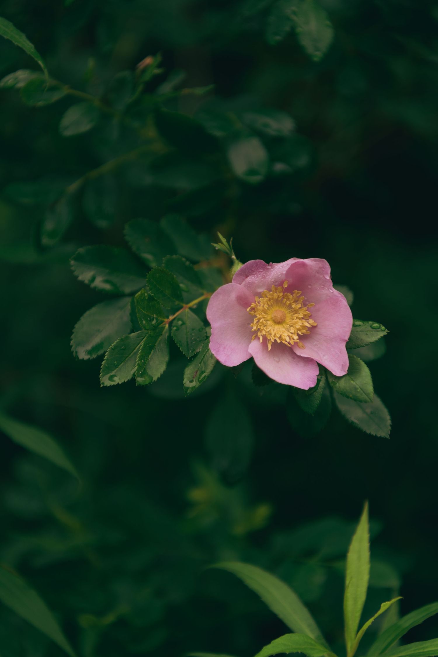 A delicate pink wild rose with yellow stamens blooms against a dark green foliage background.