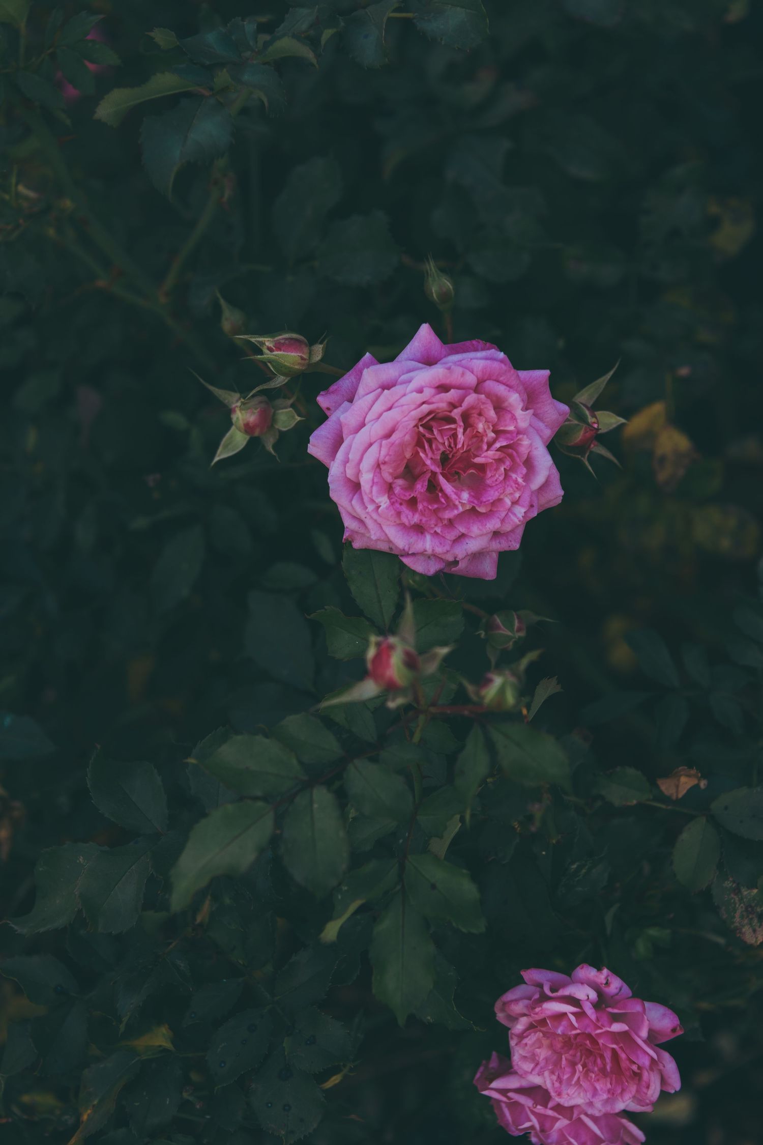 Beautiful pink roses with layered petals bloom against dark green foliage in a moody garden setting.