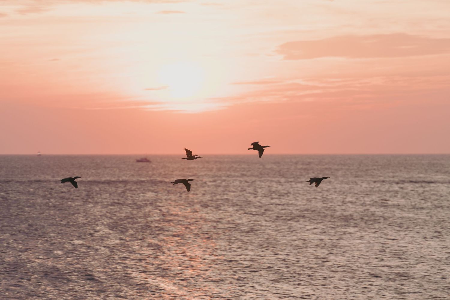 A silhouetted flock of birds flies over a tranquil ocean at sunset creating a peaceful coastal scene.