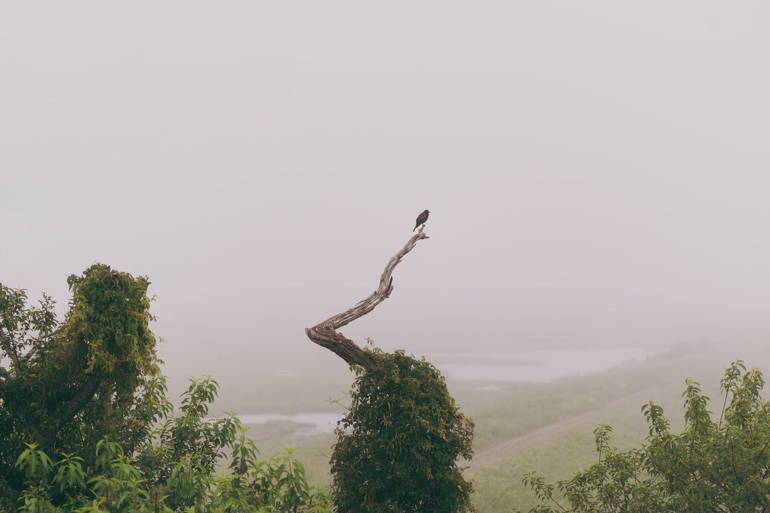 A misty mountain landscape shows a row of tall trees silhouetted against a moody gray sky with rolling hills.