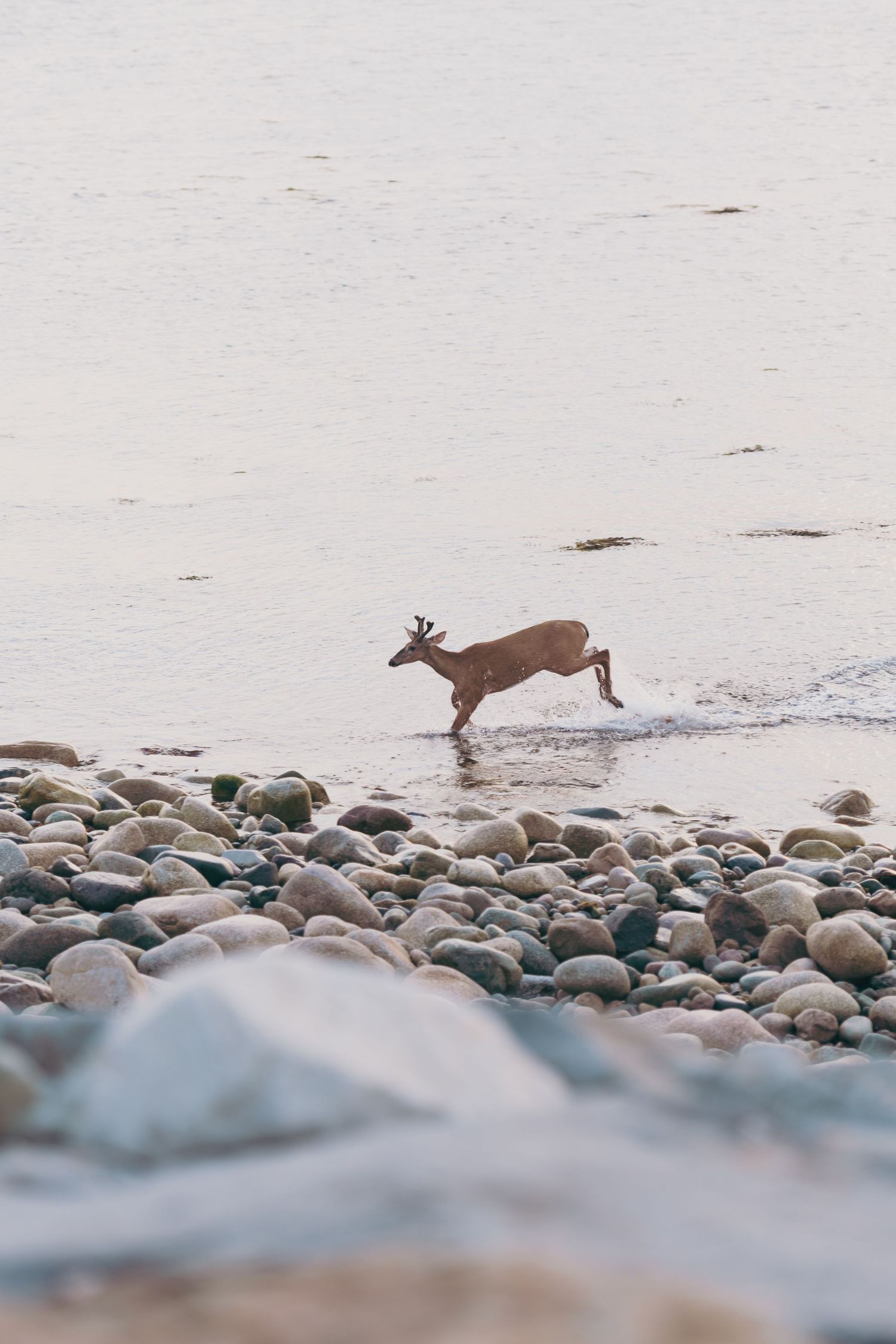A deer leaps across a rocky beach near the waterline in a misty coastal setting. Location: Scituate Lighthouse