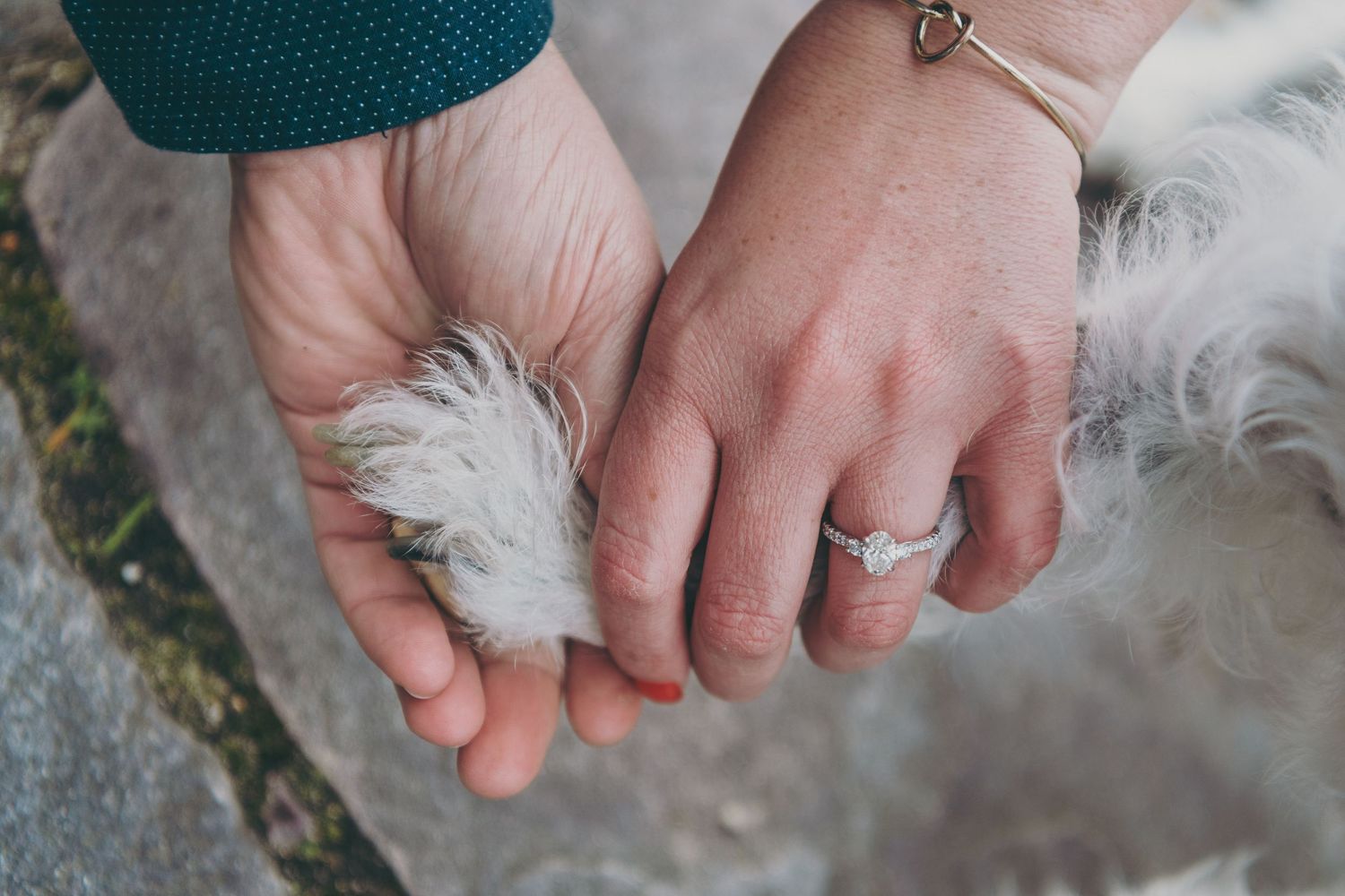 Close-up of hands holding a dog's paw, with an engagement ring visible.