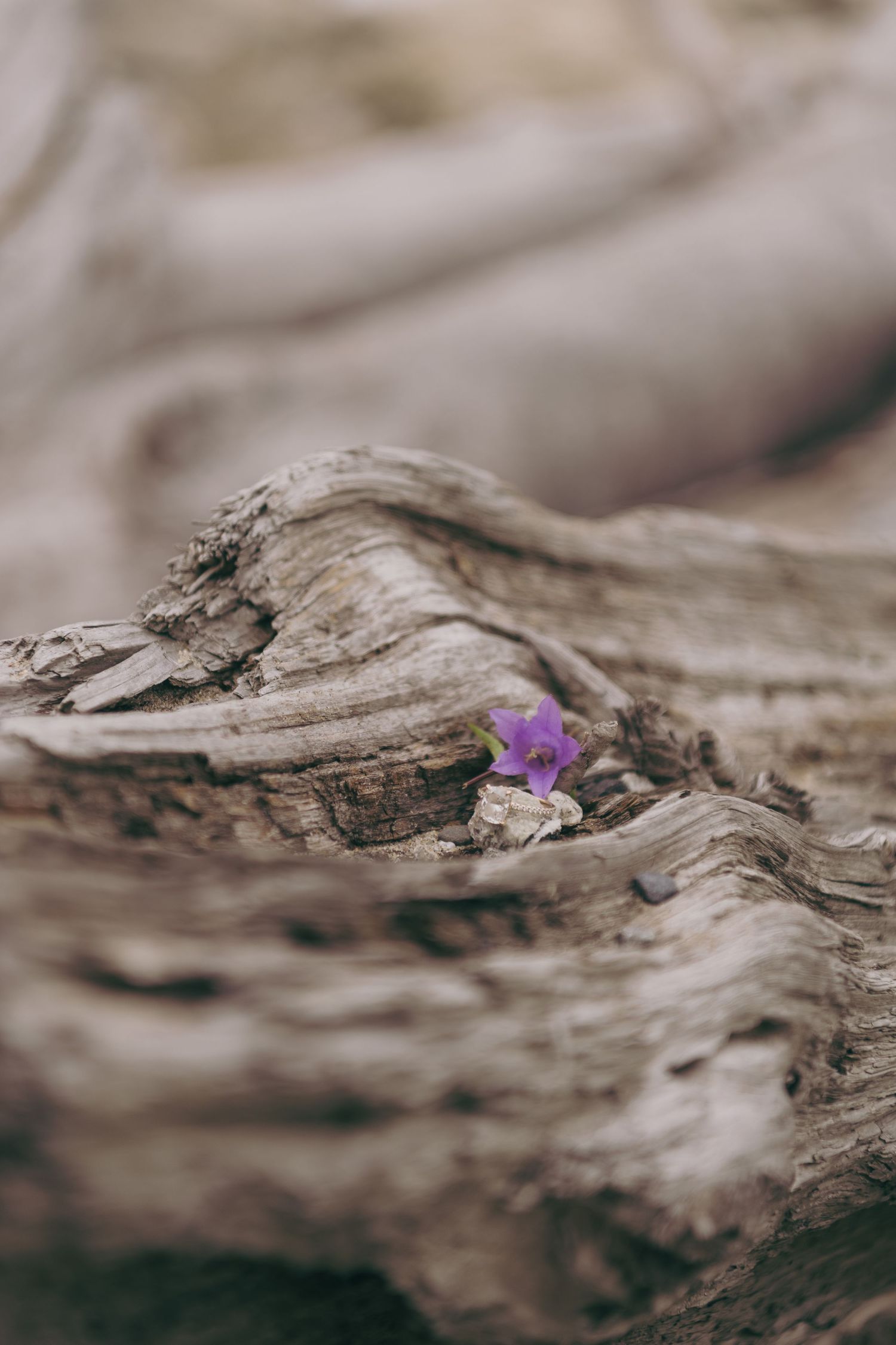 A tiny purple wildflower growing through weathered driftwood, captured in a macro nature photograph.
