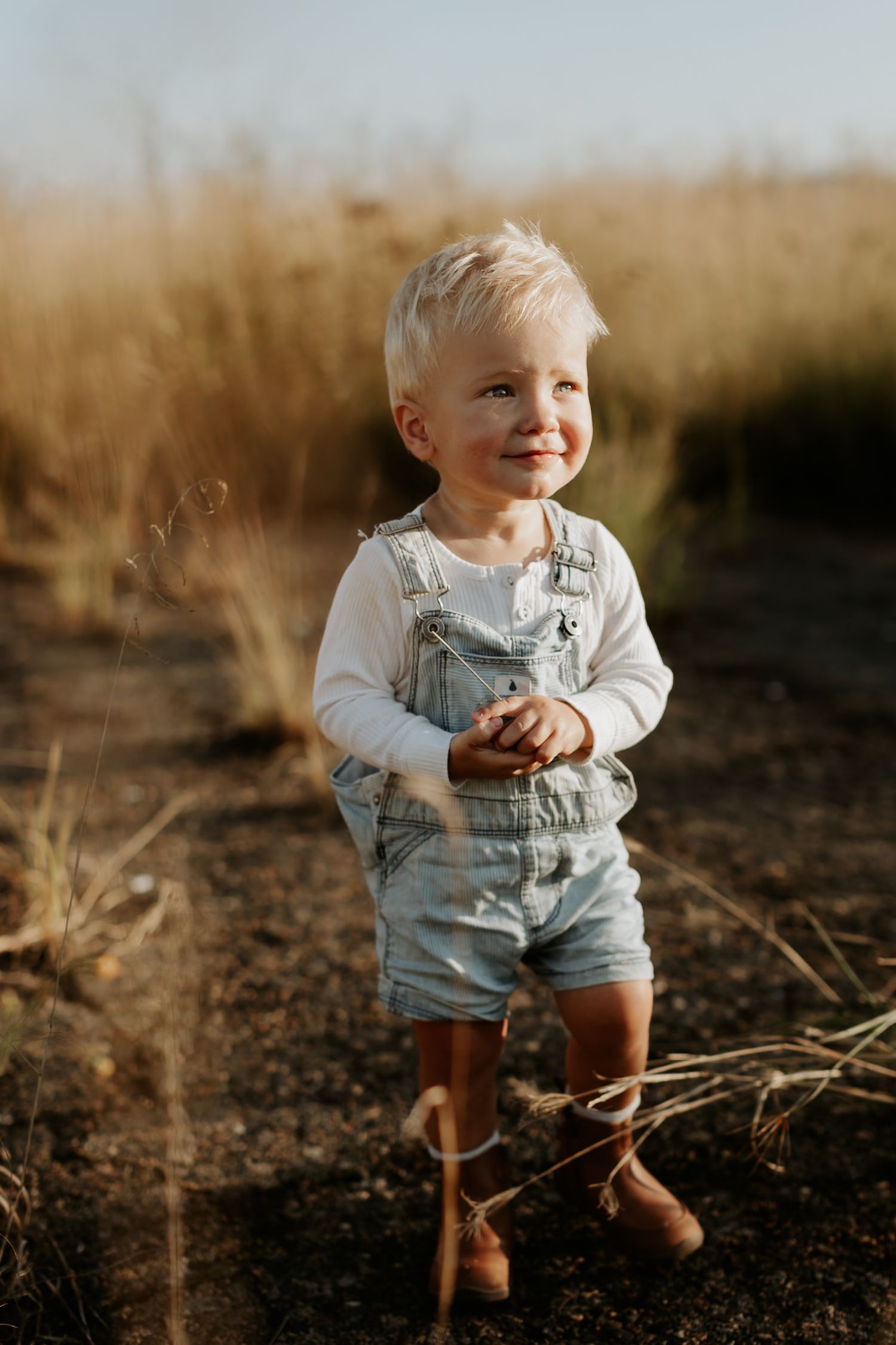 A 2 year old boy with cute denim overalls walking through golden field in golden hour