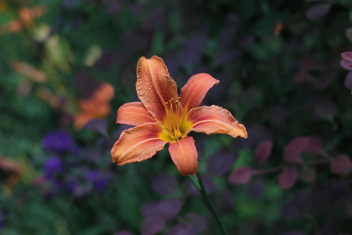 Lily detail photograph in garden