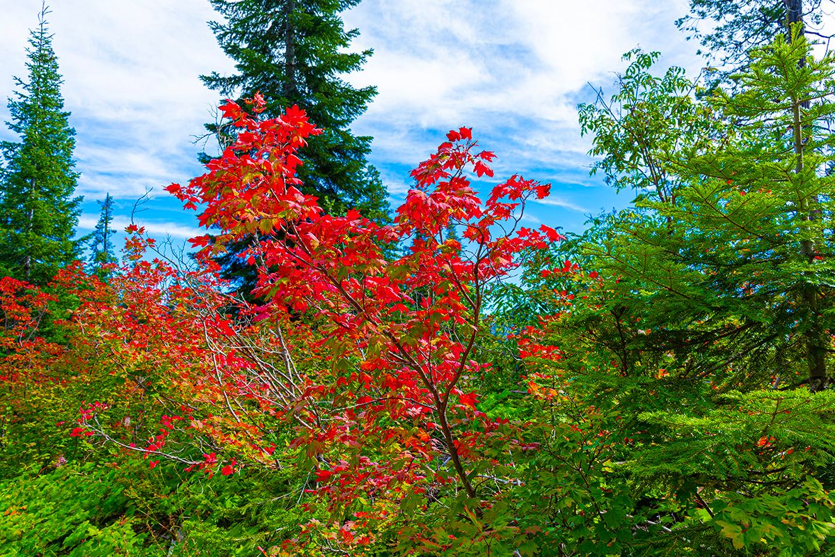 Vibrant red maple leaves contrast with evergreen trees under a blue sky.