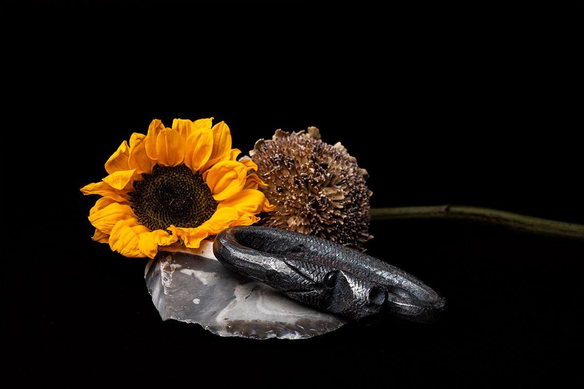 A fresh yellow sunflower and dried flower head rest on a crystal rock with a black glove against a dark background.