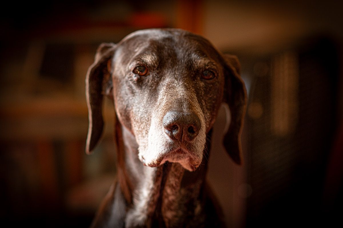 Close-up portrait of a dark-colored Great Dane with soulful expression.