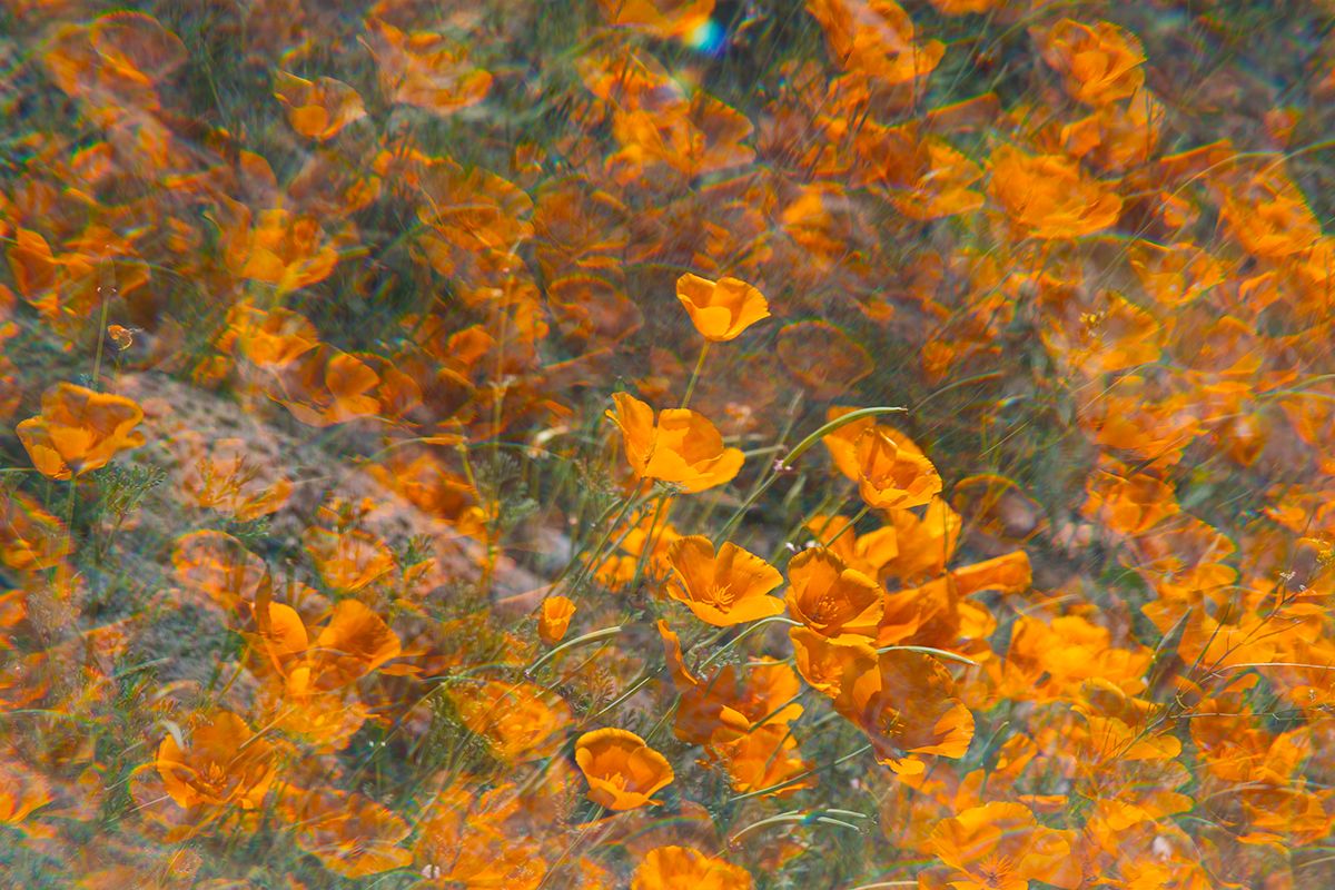 A field of bright orange California poppies in full bloom.