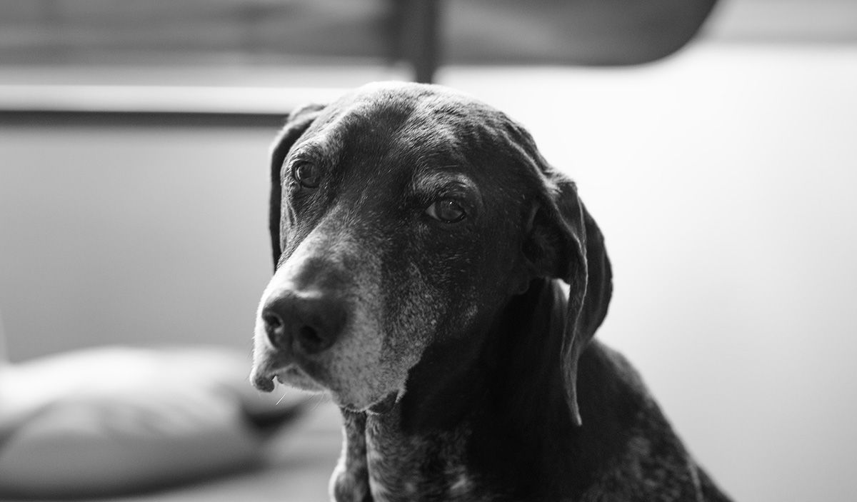 Close-up black and white portrait of a German Shorthaired Pointer dog.