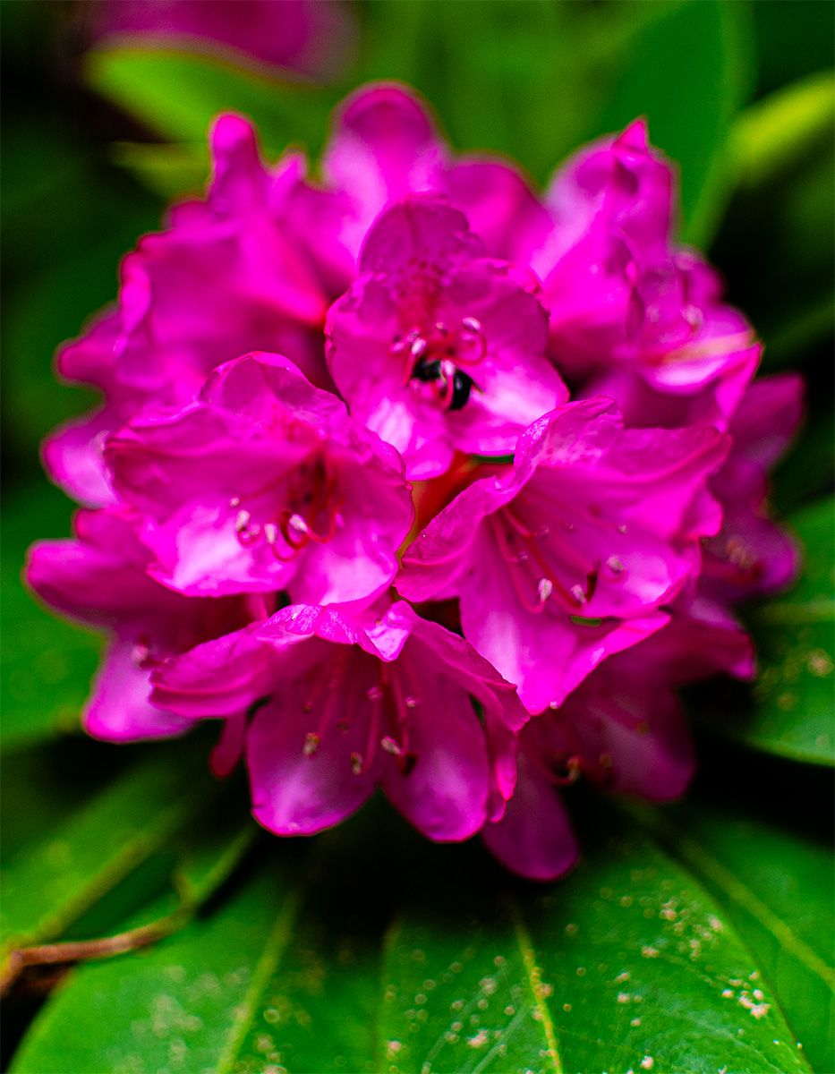 Close-up of bright pink rhododendron flowers against blurred green foliage background.
