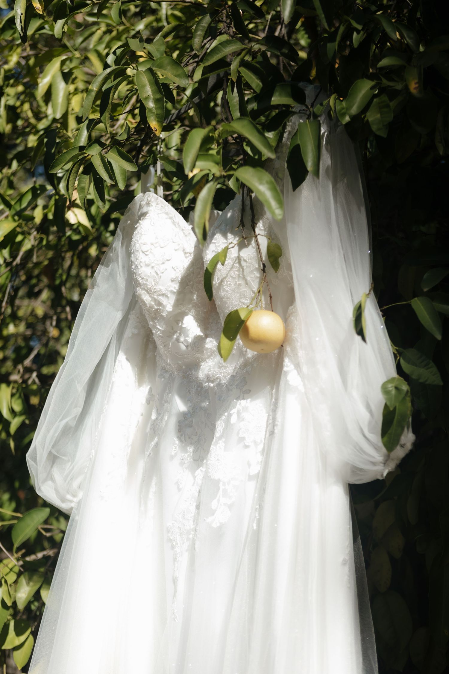 White sheer fabric drapes elegantly among green foliage and citrus fruits in a garden setting.
