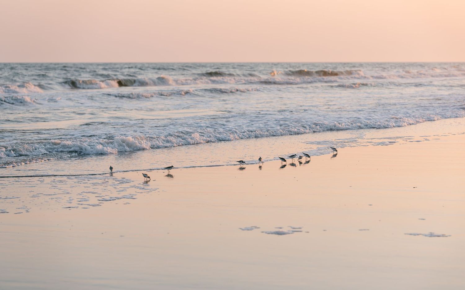Shorebirds walking along a pastel pink sunset beach with gentle ocean waves.