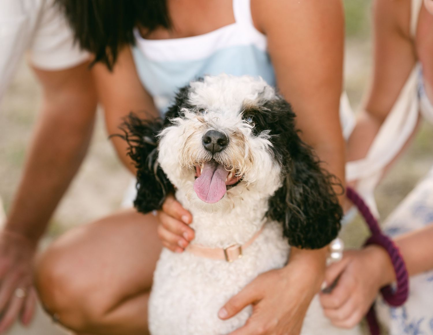 Adorable black and white fluffy dog with tongue out being petted by family members outdoors.