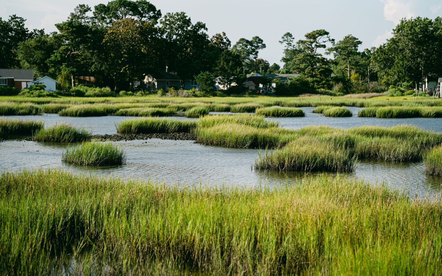Lush green marsh grasses grow in a coastal wetland with calm water channels and trees in the background.