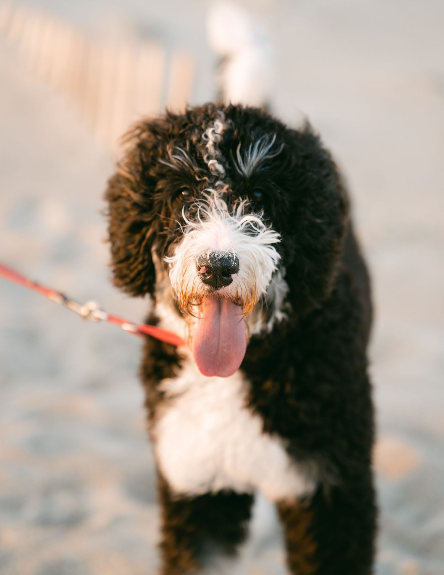 Fluffy black and white dog with tongue out on a leash at the beach.