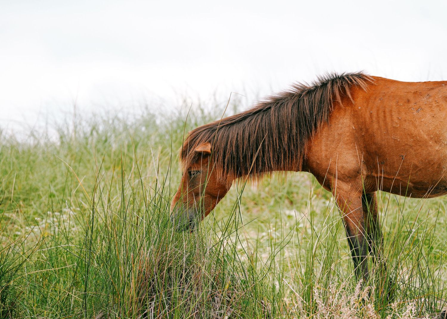 Brown wild horse grazing on tall green coastal marsh grass under an overcast sky.