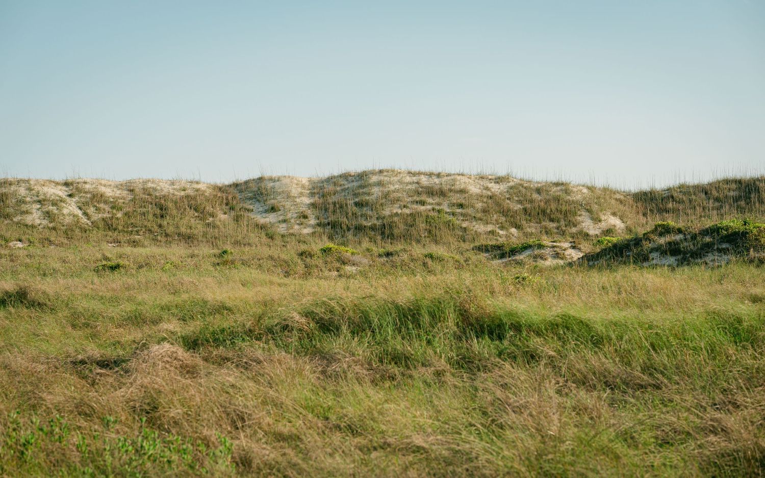 Sandy coastal dunes covered in green and golden grass under a clear blue sky.