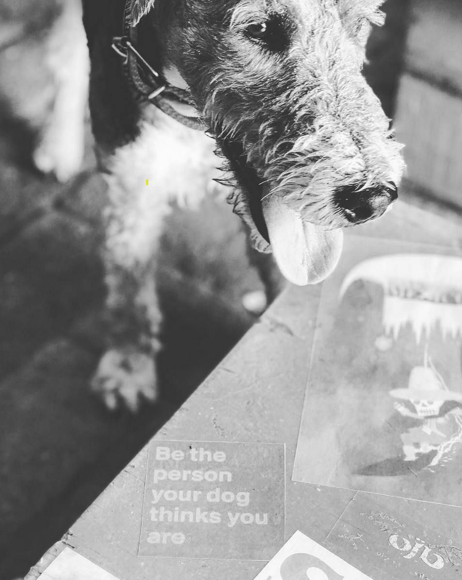 Close-up black and white shots of a small dog near text.