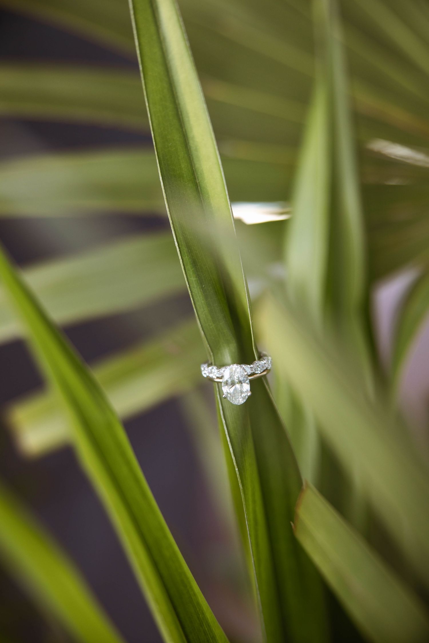 A diamond engagement ring perched elegantly on a green palm frond.