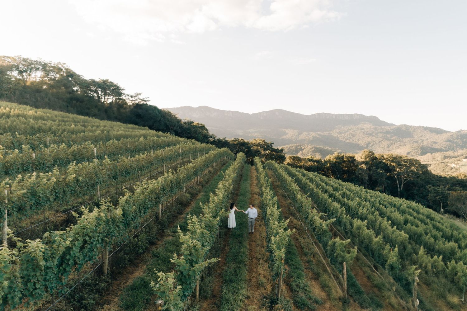 A scenic vineyard on rolling hills with neat rows of grapevines stretches across a mountainous landscape at sunset.