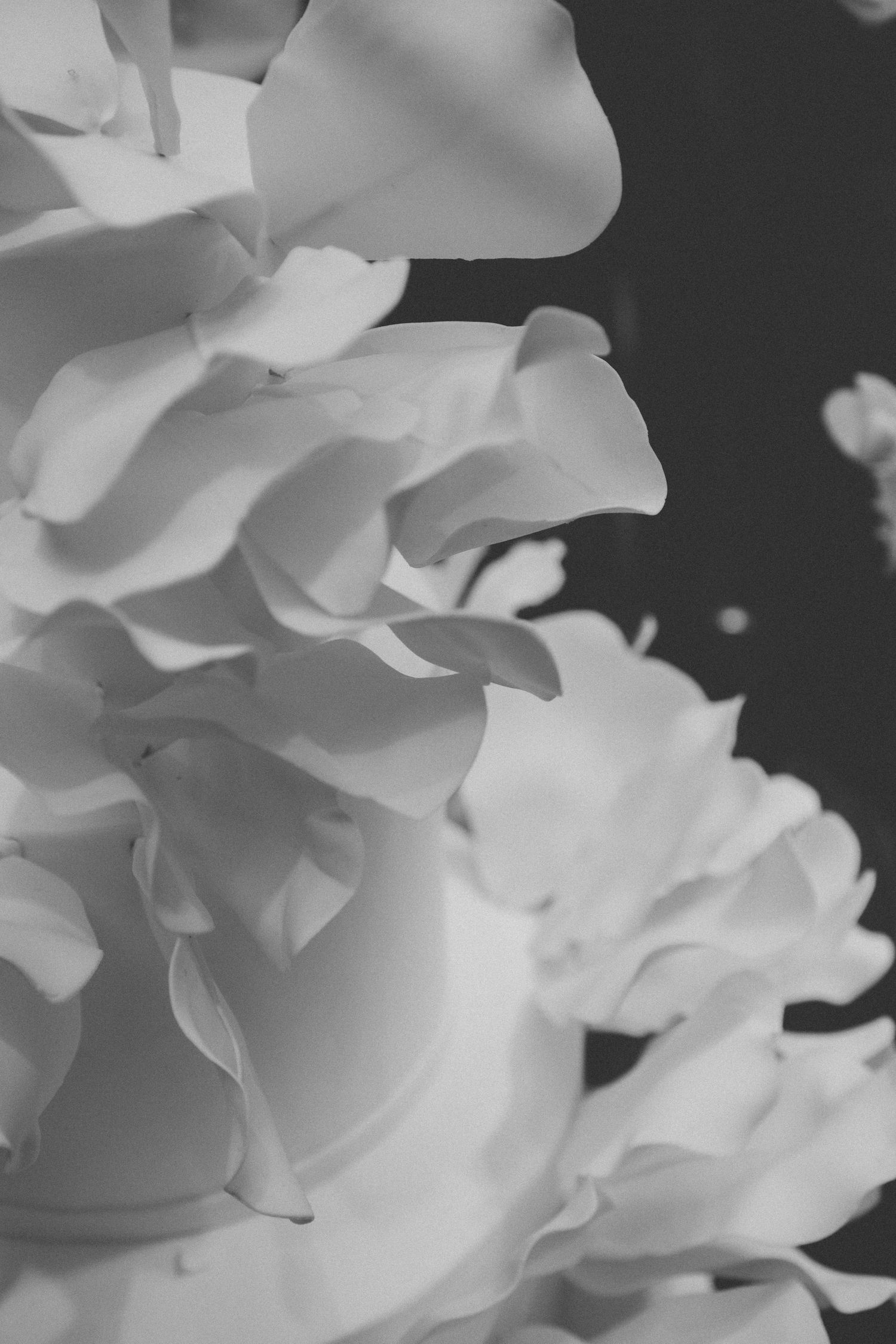 Close-up black and white macro photograph of delicate white peony petals with soft layered texture against dark background.
