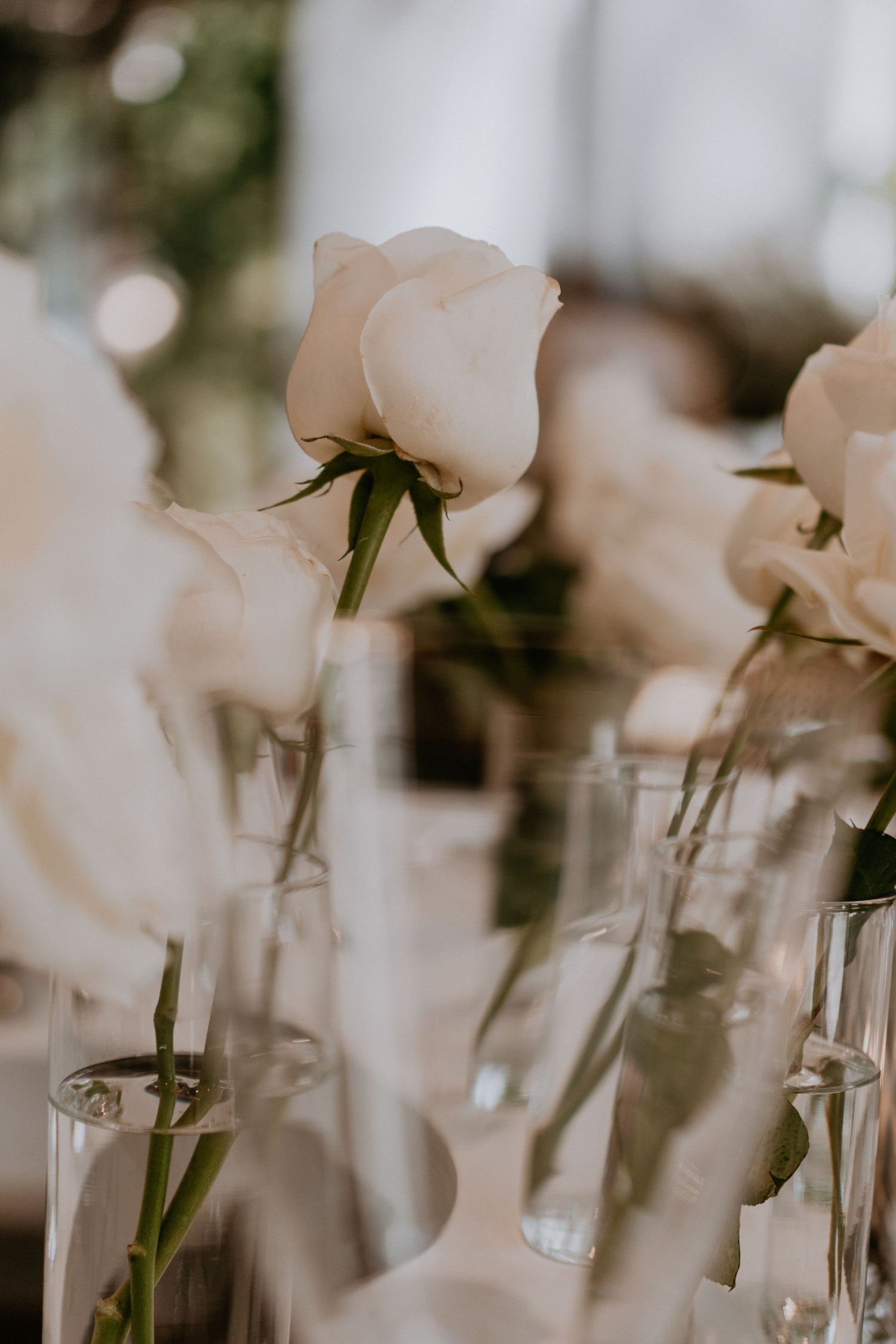 Soft focus white rose in clear glass vase with dreamy background lighting.