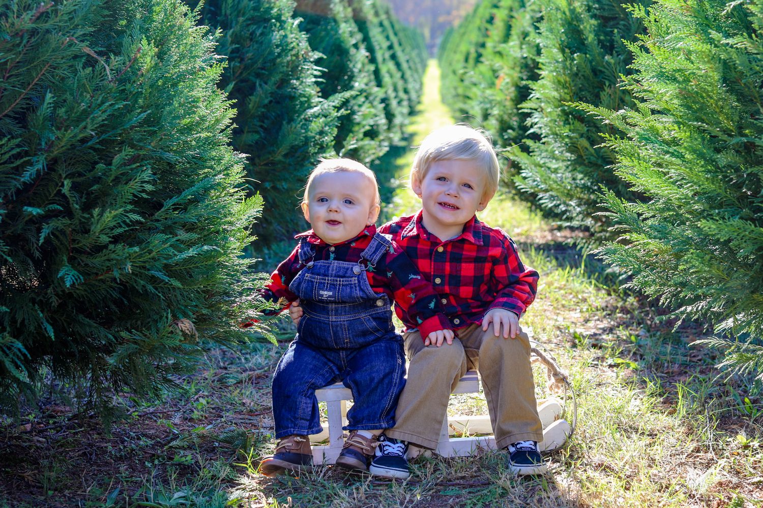 Two young children in plaid shirts sitting between Christmas trees — holiday mini session at York County tree farm.