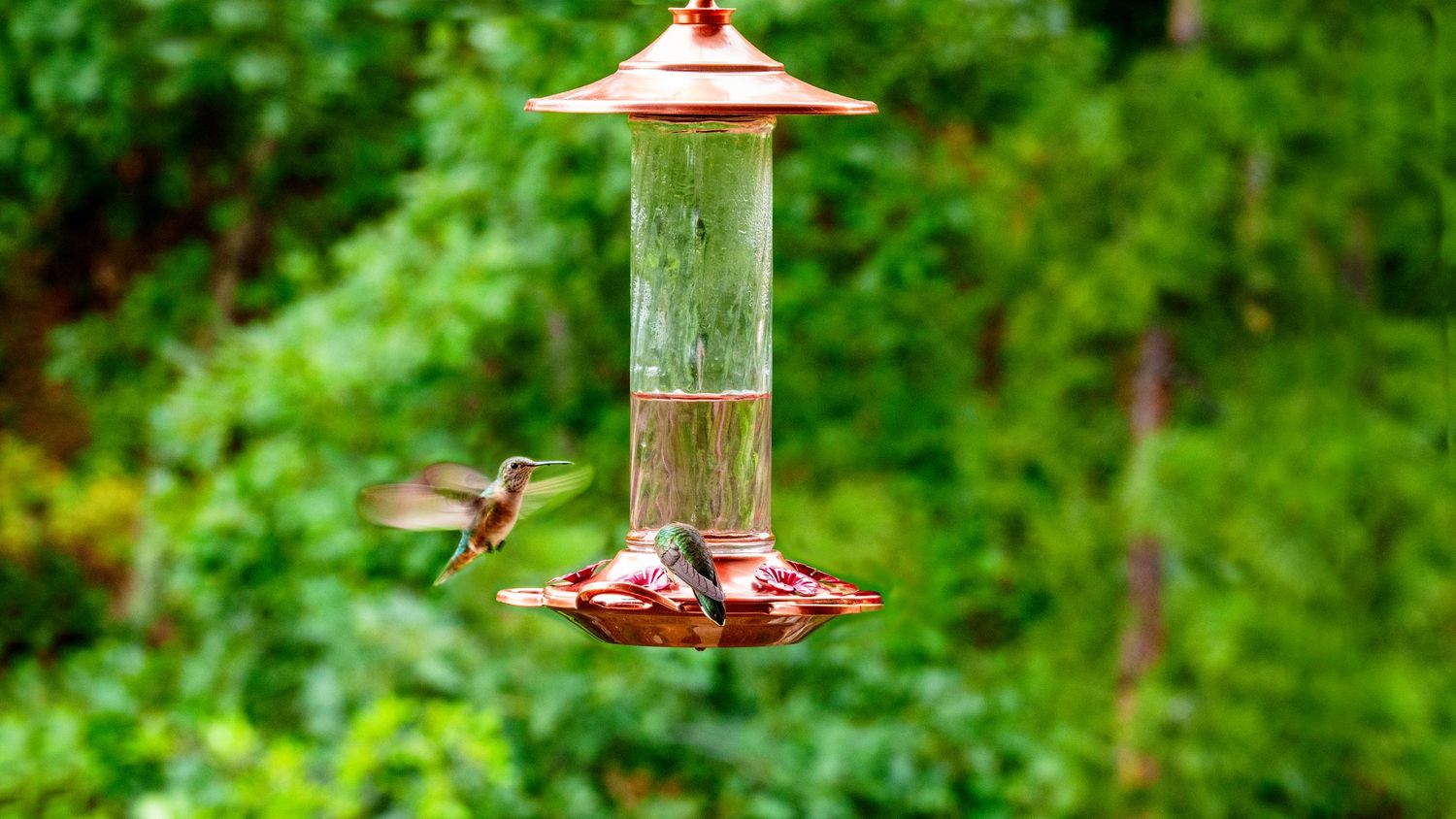 Hummingbird hovers near a red feeder with green foliage background.