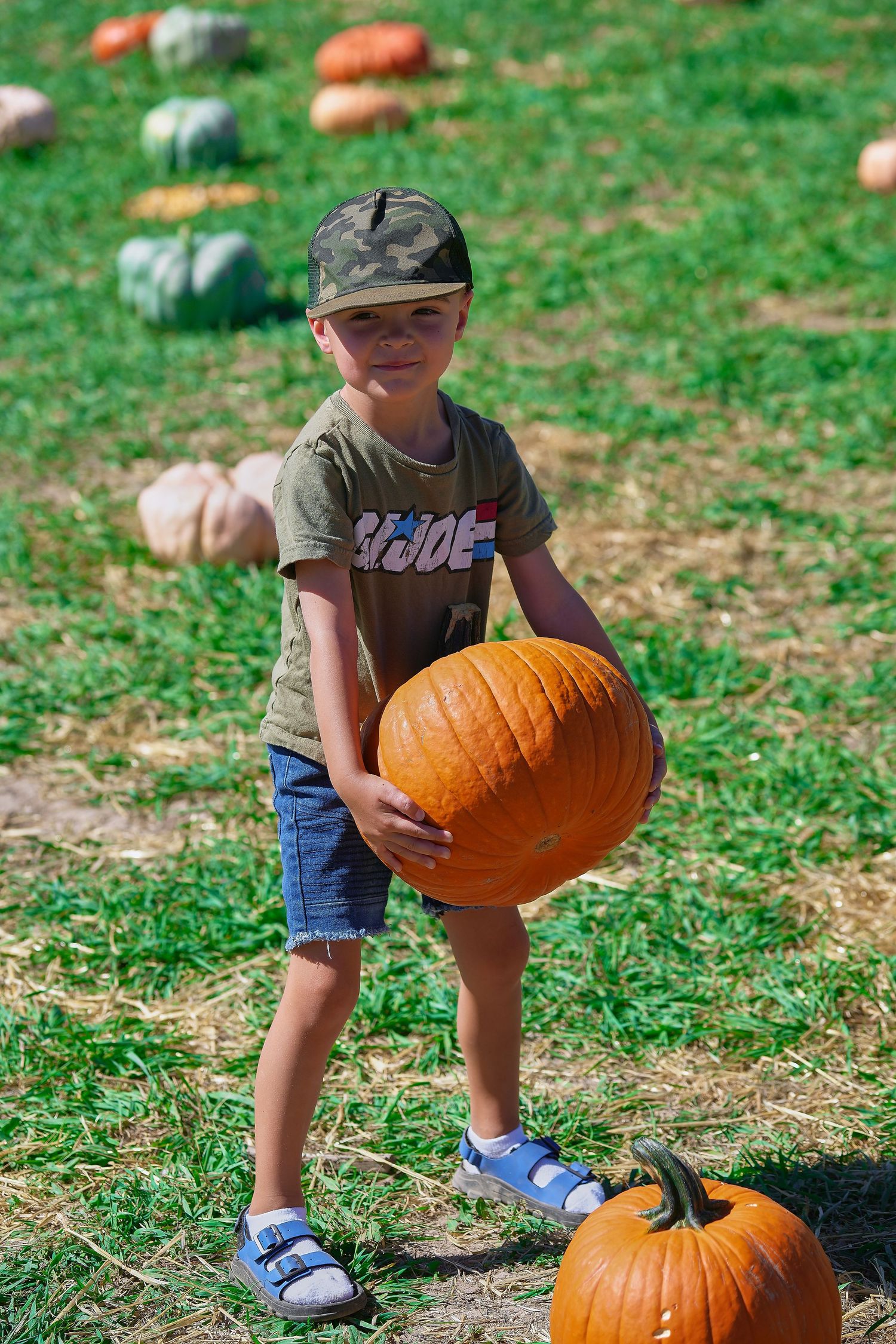 Child in baseball cap holds large orange pumpkin in patch with more pumpkins scattered in background.