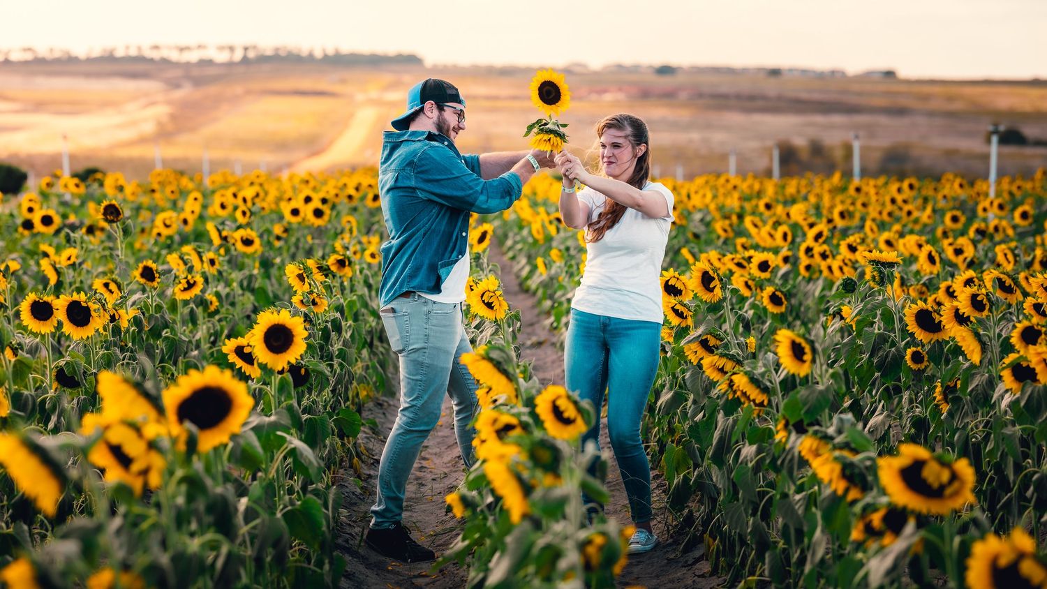 Couple dancing together in a vibrant sunflower field at sunset with golden light streaming through the flowers.