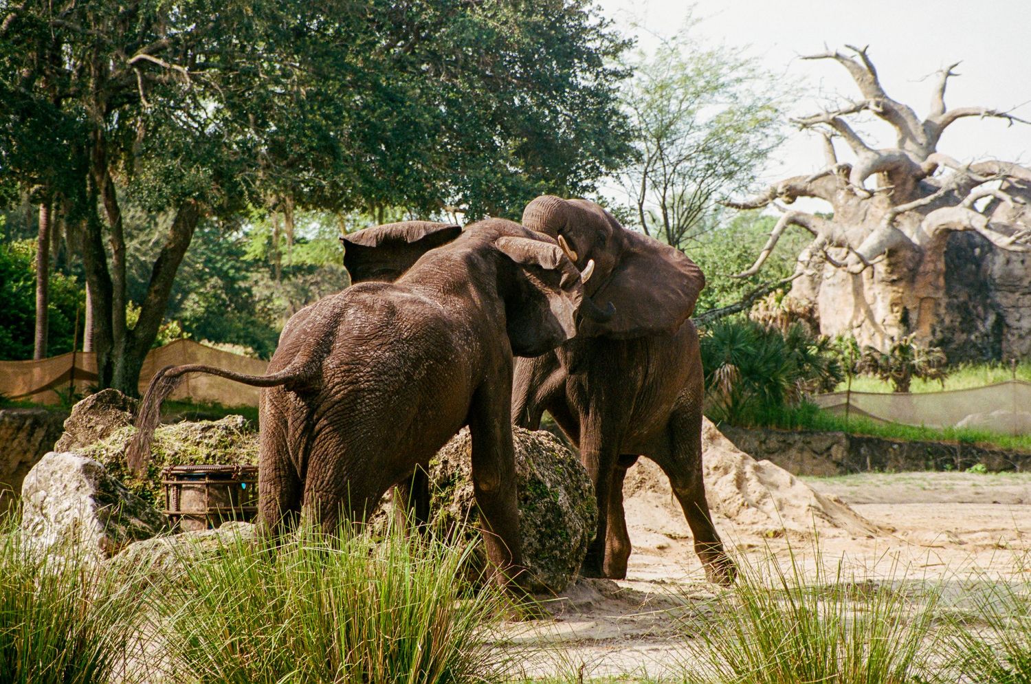 Two elephants playing together in a natural habitat setting.