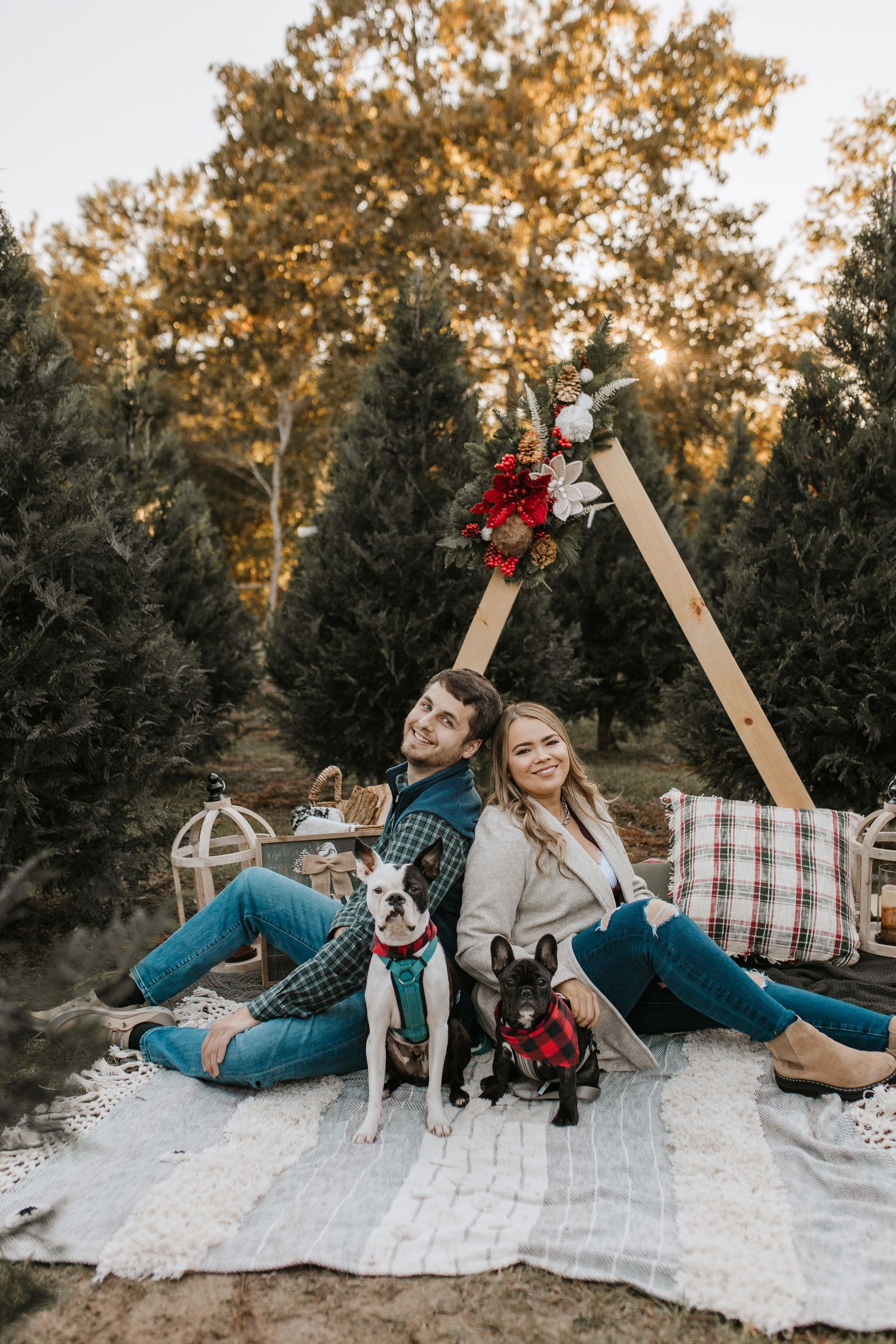 Couple sits back to back on a cozy blanket with two French bulldogs near a rustic wooden arch at a Christmas tree farm.