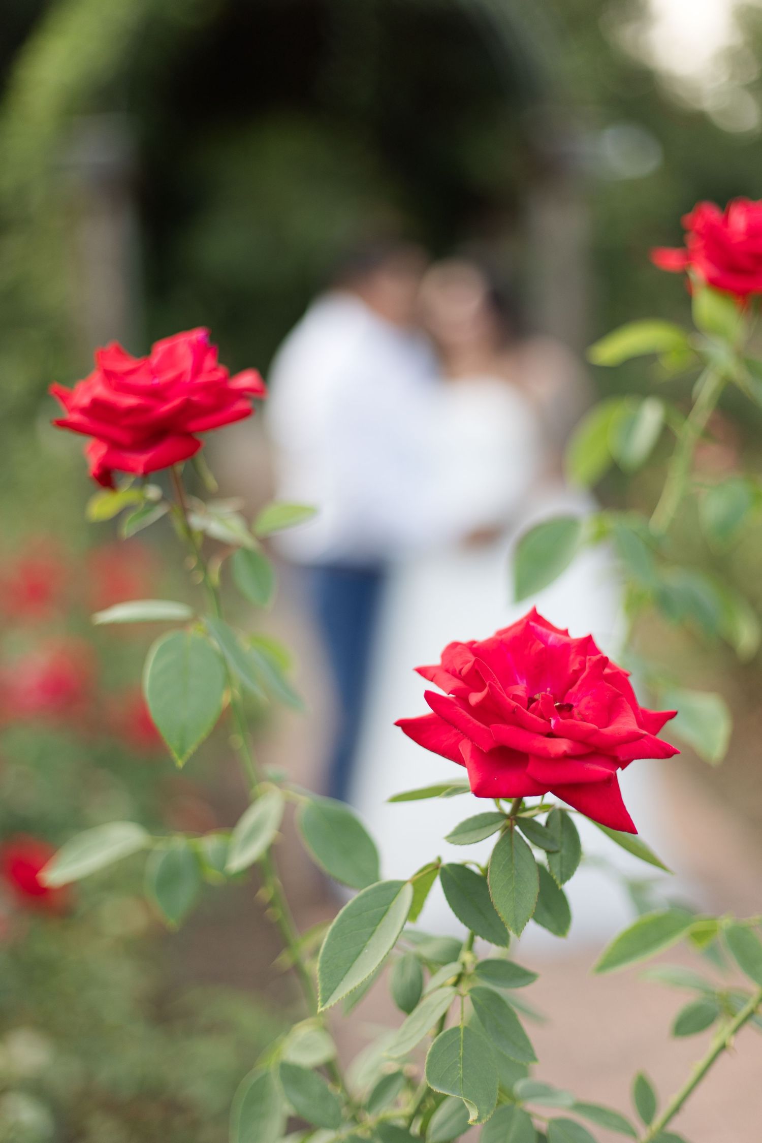 Sarah Bailey Photography DC and Northern Virginia and Southern Maryland Photographer
