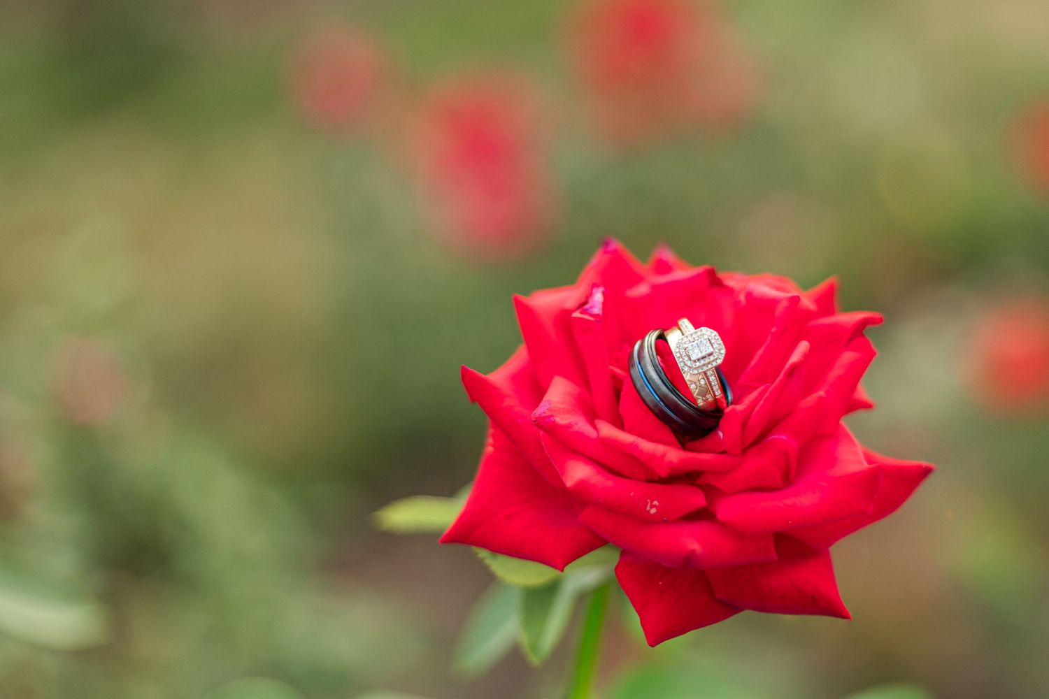 Sarah Bailey Photography DC and Northern Virginia and Southern Maryland Photographer