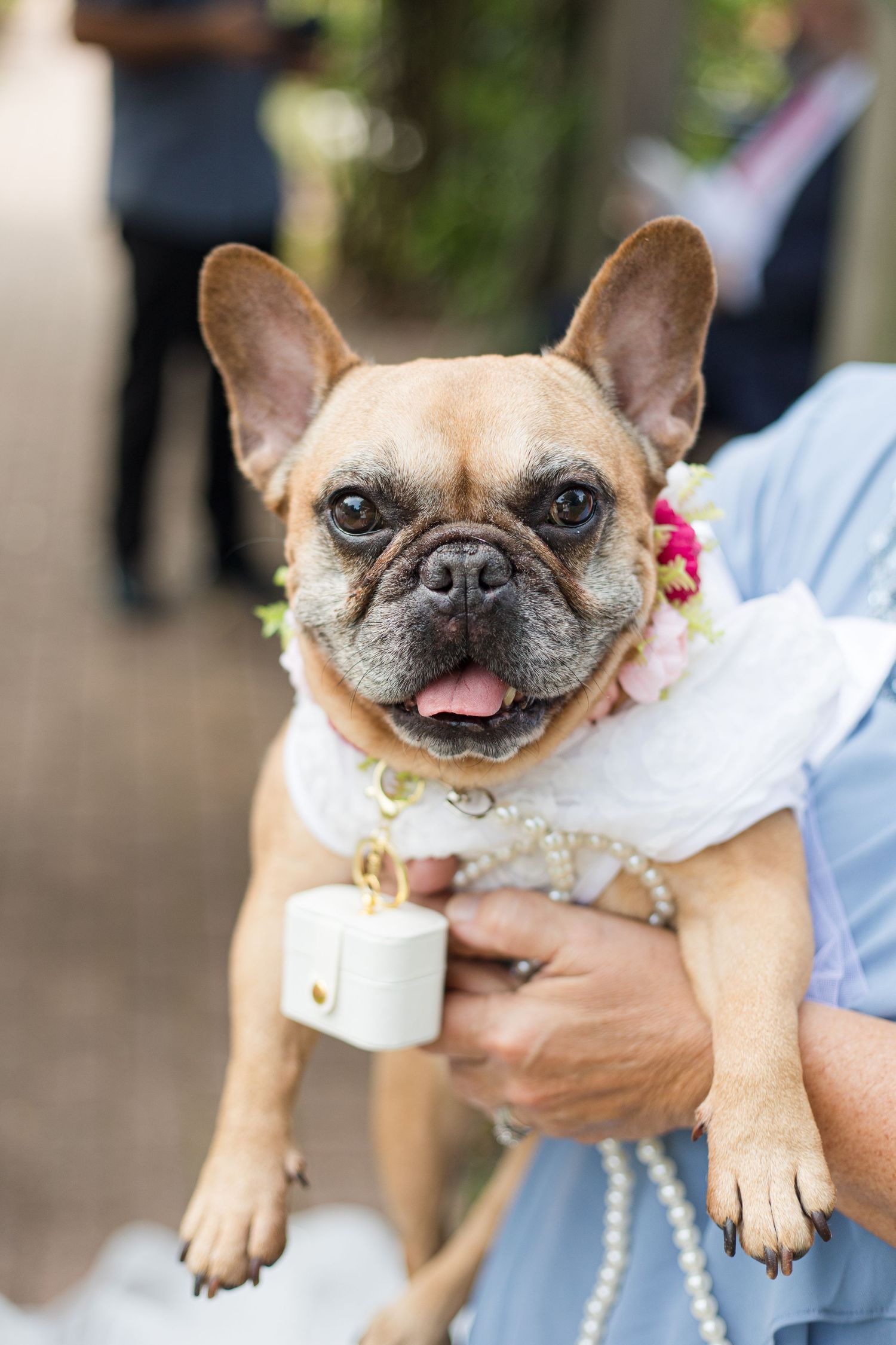Sarah Bailey Photography DC and Northern Virginia and Southern Maryland Photographer