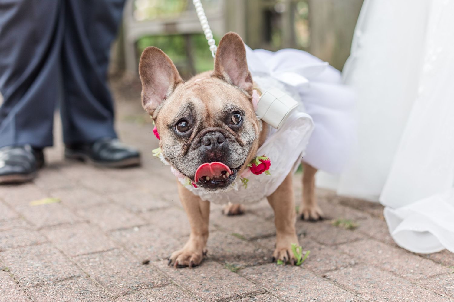 Sarah Bailey Photography DC and Northern Virginia and Southern Maryland Photographer